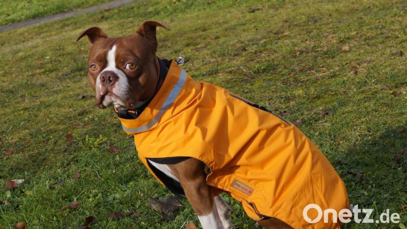 Der Hundemantel sollte gut sitzen und darf kein Körperteil einschnüren oder auf der Haut scheuern. Bild: Cosima Bergauer/exb