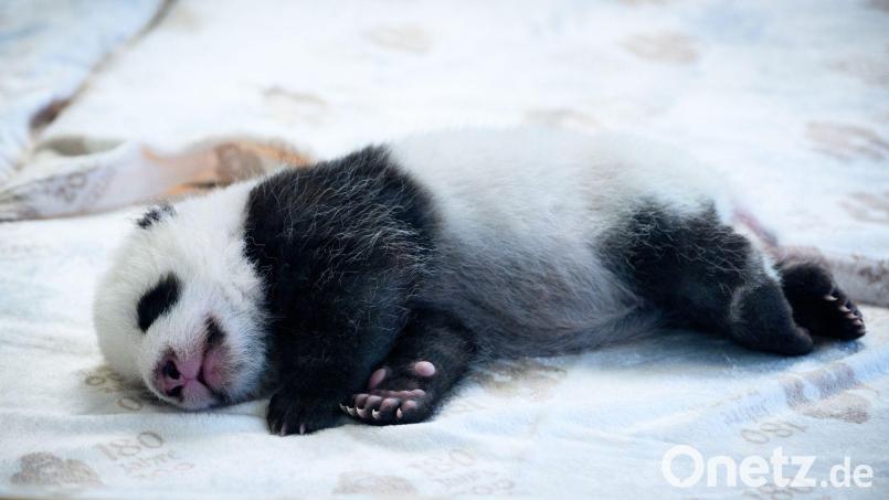 Die Pandas haben chinesische Namen und deutsche Spitznamen. Archivbild: Bernd von Jutrczenka/dpa