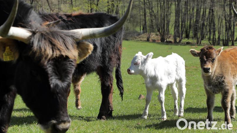 Das weiße Kalb ist momentan &quot;die&quot; Attraktion im Naturschutzgebiet Grubenfelder Leonie bei Auerbach. Kurz vor Ostern ist es zur Welt gekommen. Bild: Wolfgang Steinbacher