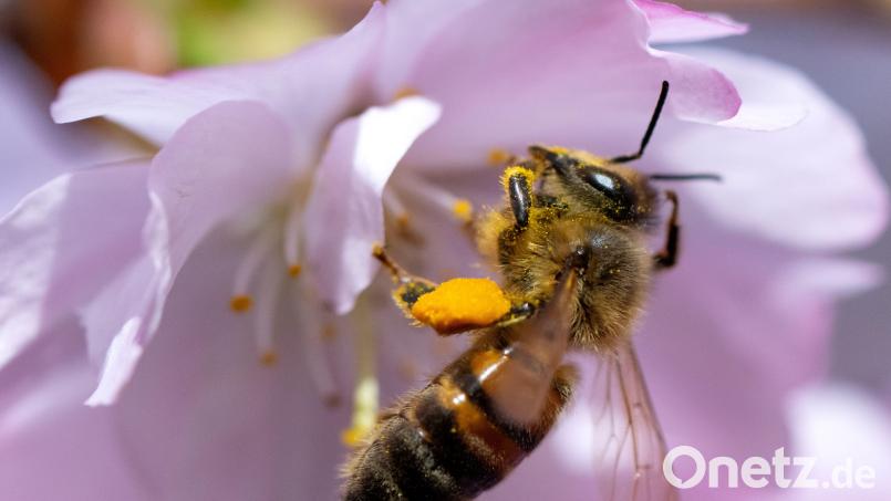 Ein Futterautomat für Bienen wurde mit Böller in Amberg gesprengt. Bild: Sven Hoppe/dpa