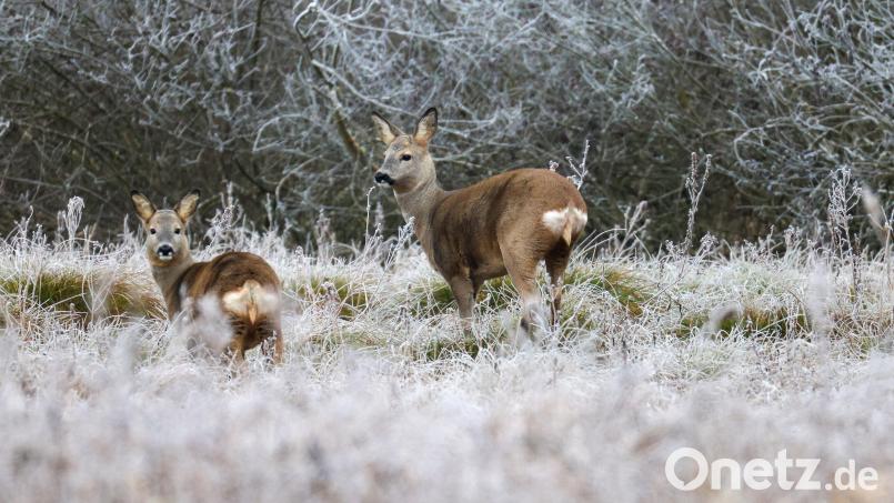 Rehe stehen in einer vom Raureif überzogenen Wiese an einem Waldrand. In fünf Hegegemeinschaften im Landkreis Schwandorf gelten die Verbissschäden, die das Schalenwild anrichtet, als zu hoch. Bild: Thomas Warnack/dpa