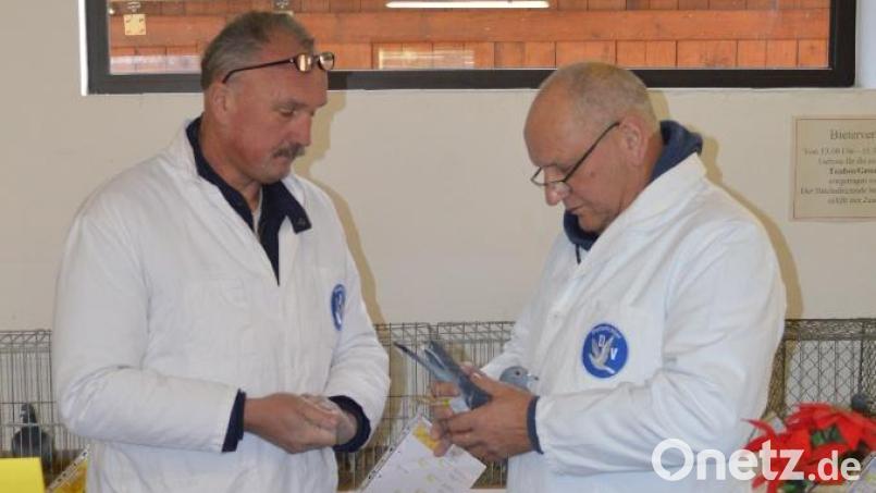 Die beiden Preisrichter Rudolf Lorenz aus Straubing und Rudolf Freimuth aus Pegnitz bewerten die ausgestellten Tauben. Bild: Walter Schlenk