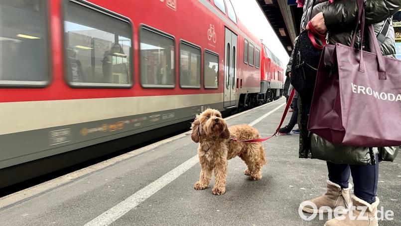 Frauchen, der Zug kommt doch noch! Die Züge der Bahn auf der Linie RE2 sorgen am Weidener Bahnhof immer wieder für Überraschungen. Bild: Gabi Schönberger