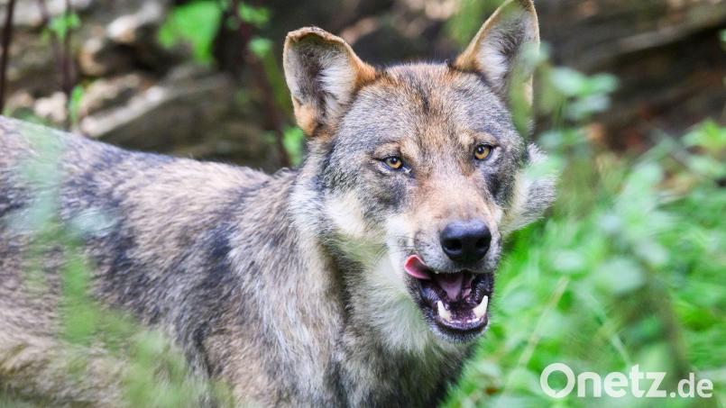 Der Wolf ernährt sich hauptsächlich von Rehen, Hirschen und Wildschweinen. Aber auch Nutztiere wie Schafe, Ziegen oder Kälber gehören zu seiner Beute. Symbolbild: Julian Stratenschulte/dpa