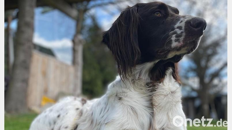 Hund &quot;Gottfried&quot; bleibt verschollen. Gerade wegen der auffälligen Zeichnung an der Schnauze wäre er leicht zu identifizieren. Bild: Nicole Bücherl/exb