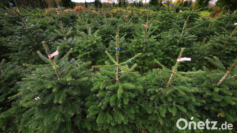 Rund 200 Christbäume haben Diebe im Landkreis Landshut gestohlen. (Archivbild) Bild: Karl-Josef Hildenbrand/dpa