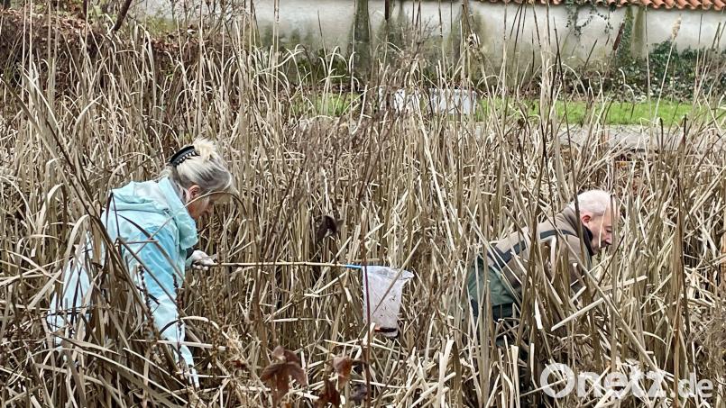 Nachdem das Wasser abgelassen wurde, schlugen sich Gabi Binder (links) und ihre Helfer durch das Gestrüpp, um die ausgesetzten Goldfische zu retten. Bild: Ingeborg Paul /exb