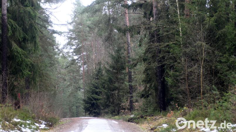 Wohin führt der Weg im Pressather Wald? Die Flächen gehören den Staatsforsten. Doch einige Fraktionen im Stadtrat dringen auf ein Tauschgeschäft mit dem Steigerwald der Stadtbau - wegen West IV. Archivbild: Gabi Schönberger