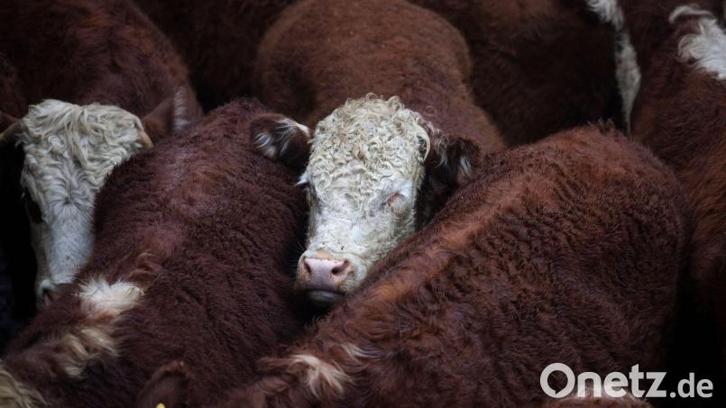 Durch das Mercosur-Abkommen befürchten Landwirte billige Rindfleischimporte aus Südamerika. Europäische Standards werden nach Angaben von Vertretern der Landwirte dort jedenfalls nicht zugrunde gelegt. Symbolbild: Matias Baglietto/dpa