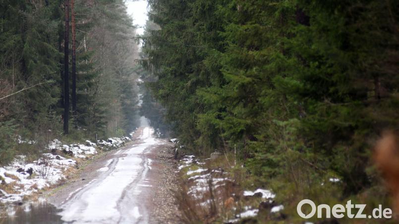 In einem Waldstück im Westen von Weiden suchen am Sonntagabend mehrere Einsatzkräfte nach einem verschwundenen Jäger. Symbolbild: Gabi Schönberger