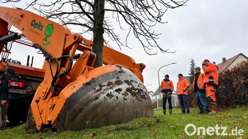 Mithilfe der Rundspatenmaschine entfernt die Firma Opitz den Baum aus den Boden, um ihn anschließend umpflanzen zu können. Bild: Gabi Schönberger
