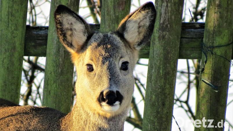 Ein Jagdpächter entdeckt ein totes Reh. Die Polizei ermittelt wegen Jagdwilderei. Symbolbild: ubb