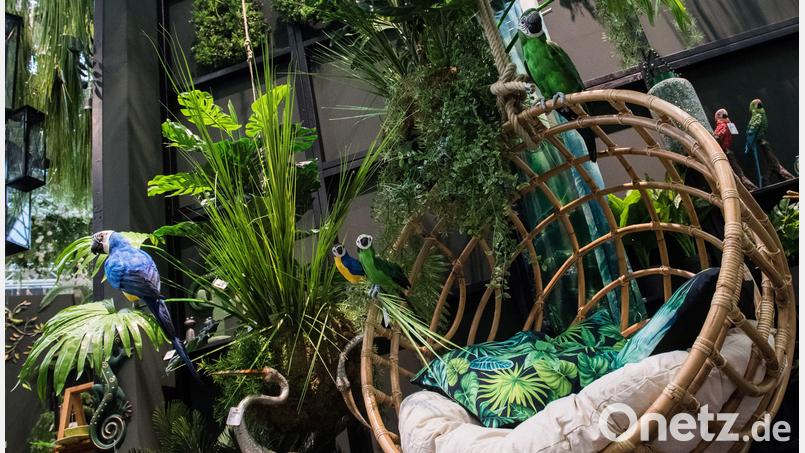 Dschungelfeeling pur: Hängende Pflanzen können jede noch so triste Wohnung in einen Urwald verwandeln. Bild: Franziska Gabbert/dpa
