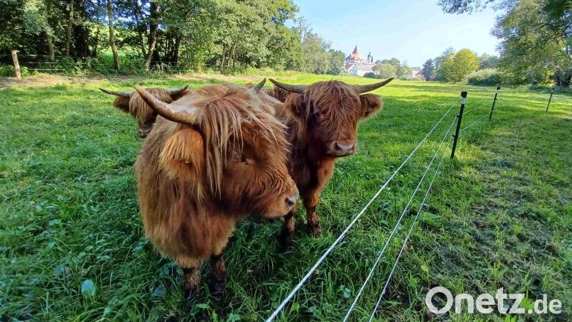Sichtlich wohl fühlen sich die schottischen Hochlandrinder auf der Auenwiese an der Kössein. Sie tragen dort maßgeblich zur Verbesserung des Insekten-Lebensraums bei. Archivbild: Landkreis Wunsiedel/exb