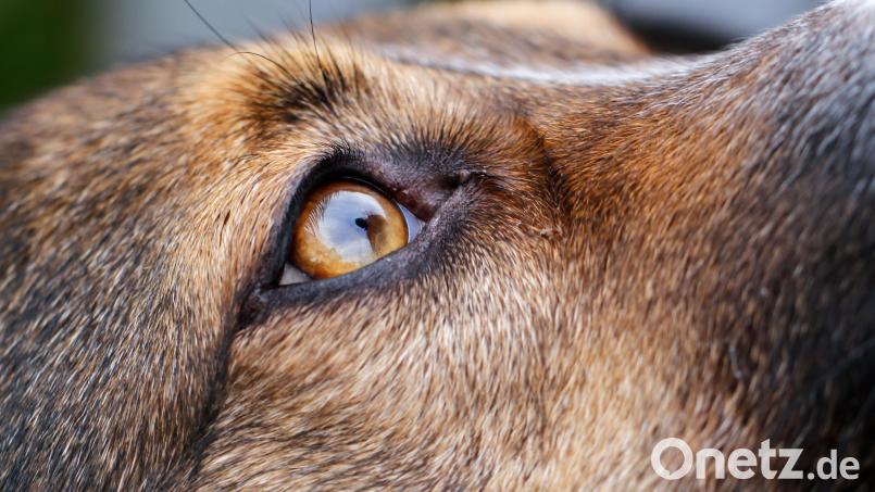 Es ist nicht dieser Hund, der von einem Amberger gequält werden soll, wie eine Tierfreundin berichtet. Sie würde das Tier gerne übernehmen, um seine Qualen zu beenden. Symbolbild: Wolfgang Hoppe
