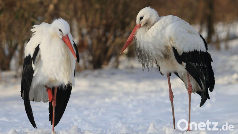 Drei Weißstörche aus dem Nürnberger Tiergarten verstarben nach einem positiven Test auf die Vogelgrippe. Archivbild: Jens Wolf/dpa