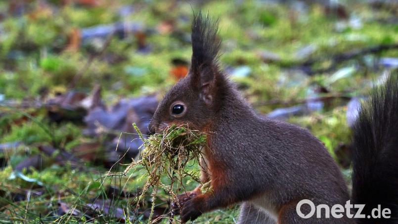 Eichhörnchen kommen flächendeckend in Bayern vor - überall dort, wo die Lebensbedingungen für sie ideal sind. Bild: Karl-Josef Hildenbrand/dpa