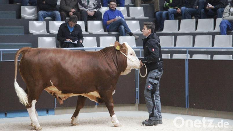 Eine positive Preisentwicklung gibt es bei der Zuchtviehauktion in Schwandorf. Archivbild: Hirsch