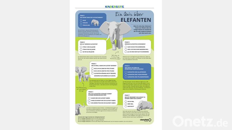 Elefanten-Quiz Bild: Oberpfalz Medien
