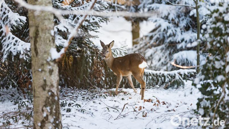 Ein Reh im Wald. Eigentlich ganz natürlich, aber doch auch ein Problem. Bild: Ulrich Perrey