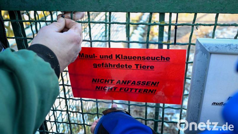 In Bayern sind noch keine Tiere positiv auf Maul- und Klauenseuche getestet worden. Symbolbild: Jens Kalaene/dpa