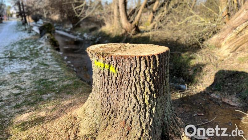 An einigen Stellen ließen die Arbeiter Totholzstumpen stehen. Sie können als Biotope für Tiere, Pilze und Pflanzen genutzt werden. Bild: Gabi Schönberger