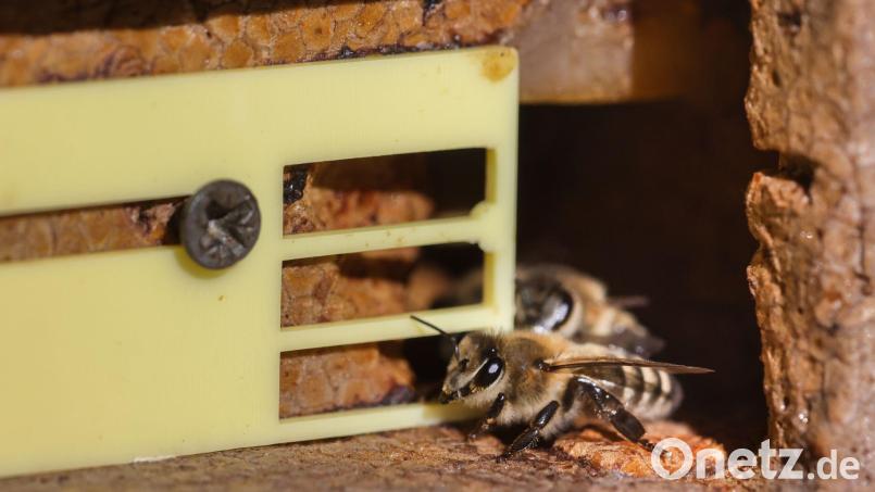 In Starnberg sind zwei Bienenvölker verendet, weil die Bienenkästen unsachgemäß geöffnet wurden. (Symbolbild) Bild: Ulrich Perrey/dpa