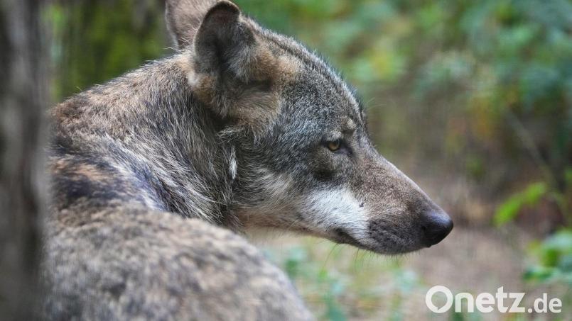 Seitdem im Hessenreuther Wald standorttreue Wölfe nachgewiesen sind, häufen sich Sichtungen und Spuren im Landkreis Tirschenreuth. Dieses Exemplar stammt allerdings aus einem Wildpark. Symbolbild: Soeren Stache/dpa