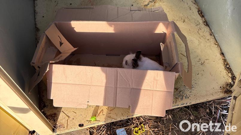 Unbekannte haben zwei Kaninchen in einem Altkleidercontainer in Thalmassing ausgesetzt. Bild: Polizeiinspektion Neutraubling