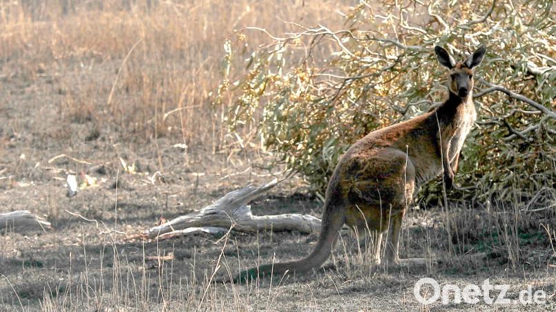 Kängurus sind ein beliebtes Fotomotiv - sie können aber auch sehr aggressiv werden. Symbolbild: Kelly Barnes/AAP/dpa