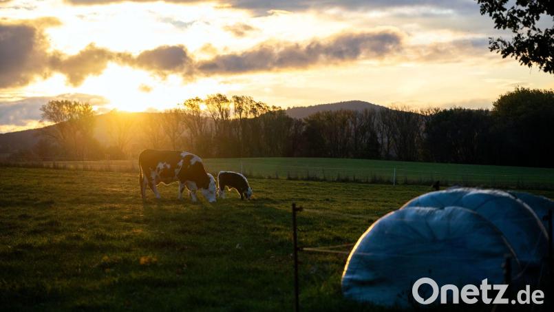 Wegen der Kuh auf der falschen Weide gerieten zwei Landwirte in der Oberpfalz in Streit. Symbolbild: Pia Bayer/dpa