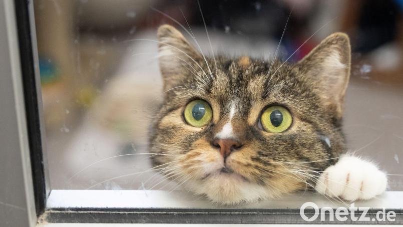 Urteil: Es ist Tierquälerei, Tiere für intime Handlungen zu missbrauchen. Bild: Boris Roessler/dpa