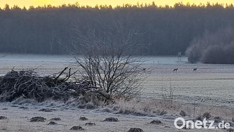 Die nach unten gesenkten Schwänze der Tiere könnte auf Wölfe hindeuten. Bild: Karin Dobmeier