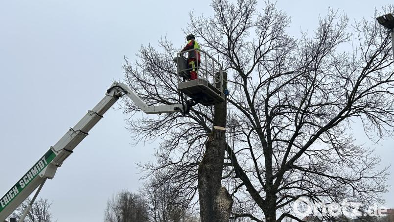 Diese über 100 Jahre alte Esche gegenüber dem Bahnhofsgebäude musste gefällt werden. Der Pilz „Schuppiger Porling“ hat den Baum über den Stammfuß befallen und dadurch seine Standsicherheit extrem gefährdet. Bild: Andreas Royer