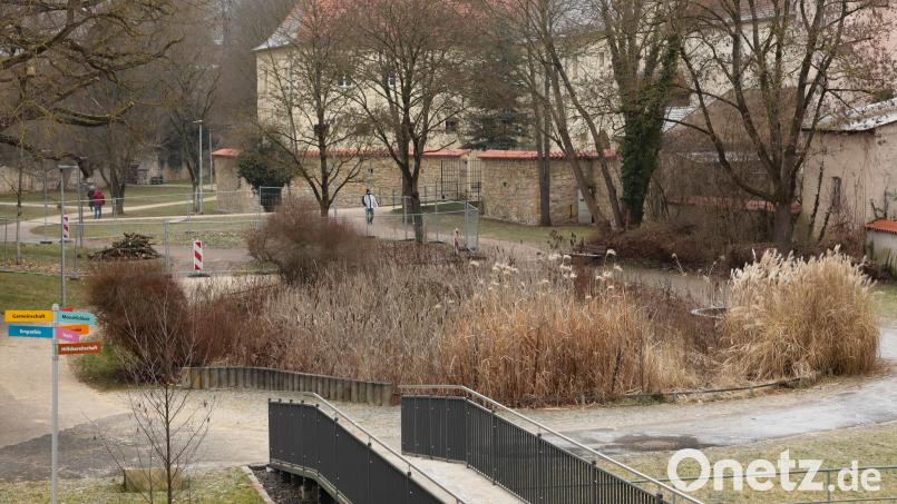 Das Biotop im Amberger Stadtgraben war wieder einmal Thema im Amberger Stadtrat. Mit dem Ergebnis, dass hier ein Wasserspielplatz für Kleinkinder entstehen soll. Bild: Wolfgang Steinbacher