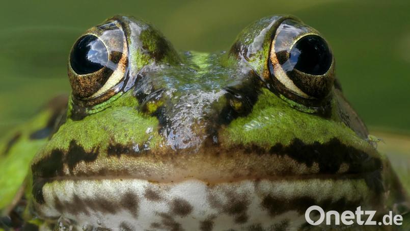 Der kleine Wasserfrosch ist nur einer von zahlreichen Bewohnern, die das Ökosystem Fischteich bereichern. Bild: Thomas Stock
