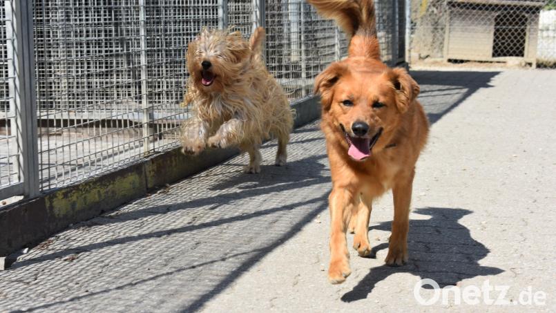 Hunde können sich im Tierheim Tirschenreuth im Innenhof oder in einem Außengehege frei bewegen. Da macht der eine oder andere sogar Freudesprünge, wenn er raus darf. Archivbild: lue