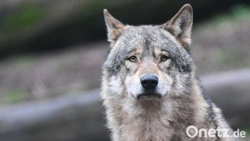 Hier wartet ein Wolf in einem Gehege auf Futter. Aber auch in freier Wildbahn der nördlichen Oberpfalz ist der Beutegreifer unterwegs. Symbolbild: Bernd Weißbrod/dpa