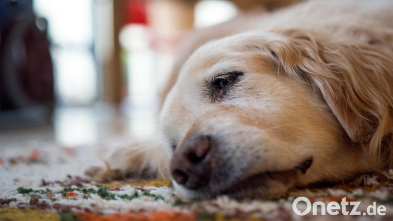 In Tirschenreuth ist ein Golden Retriever vermutlich einem Giftköder zum Opfer gefallen. Die Polizei bittet um Zeugenhinweise. Symbolbild: Bernd Thissen/dpa