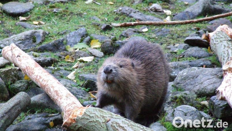 Da waren die Biber schneller als die Naturschützer. Bild: Popp