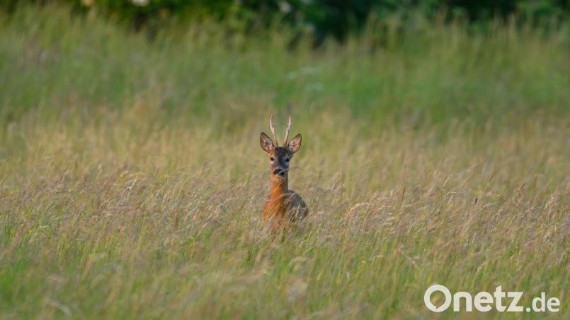 Polizisten mussten den Angaben zufolge nach dem Vorfall das schwer verletzte Reh erlösen. (Symbolbild) Bild: Patrick Pleul/dpa/ZB