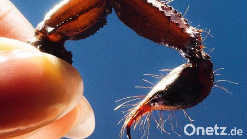 Squid – Cowards (Warp) Bild: Warp