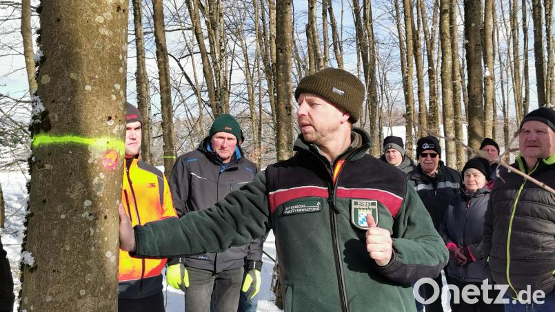 Förster Michael Forster erklärt anhand eines markierten Zukunftsbaumes die Pflege von Laubholzbeständen. Tipps gibt es auch von Förster Andreas Stopper von der WBV (links). Bild: Portner