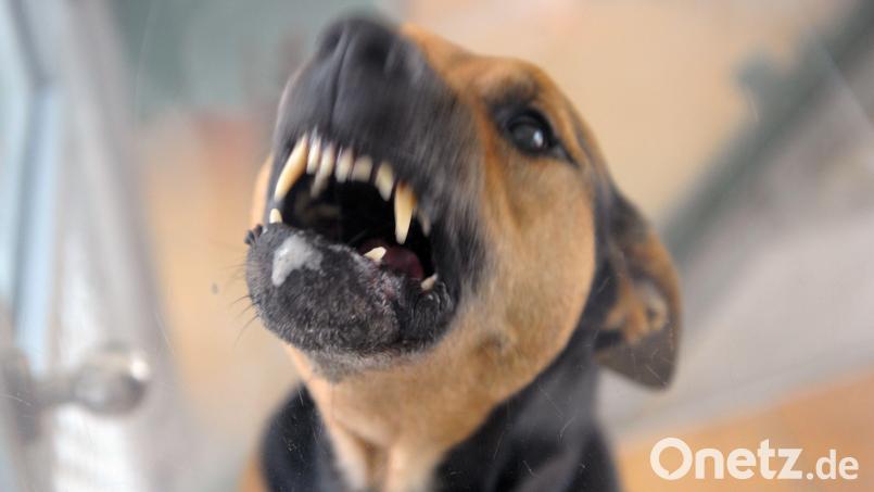 Im Februar 2024 attackierte ein großer Hund beim Gassigehen einen Dackel namens Joschi. Der kleine Hund starb dabei. Symbolbild: Soeren Stache/dpa