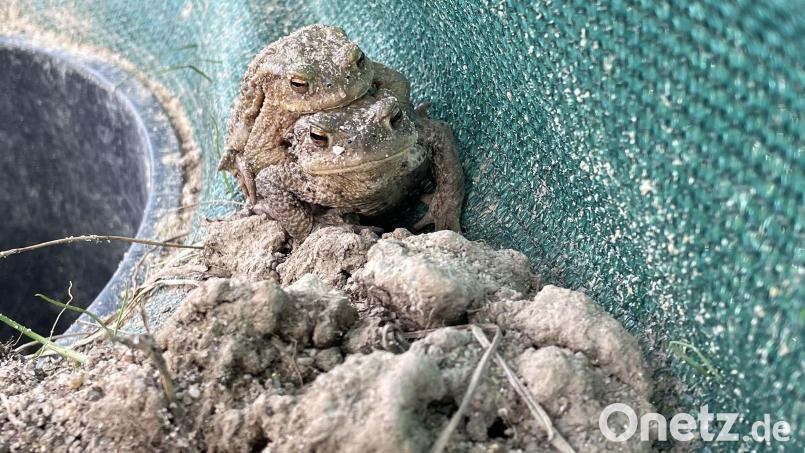 Ein Erdkrötenpaar am Schutzzaun neben einem Eimer. Die Männchen lassen sich von den Weibchen zum Laichgewässer tragen. Bild: Lisa Goseberg