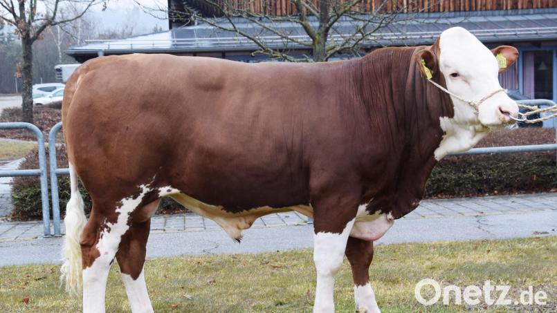 Der reinerbig hornlose Stier wurde vom Betrieb Götz aus Großalfalterbach gezüchtet und an den Besamungsverein Neustadt überstellt. Bild: RZO/Traxinger/exb