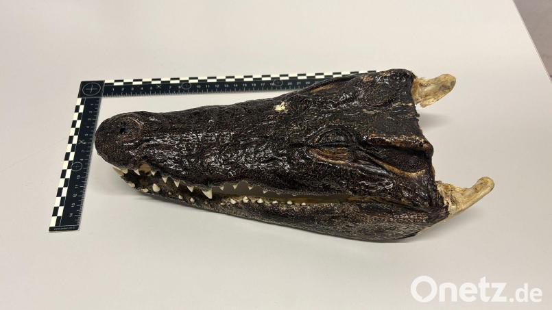 Einen ungewöhnlichen Fund machten Zöllner in der Schweiz. (Handout) Bild: -/BAZG/dpa