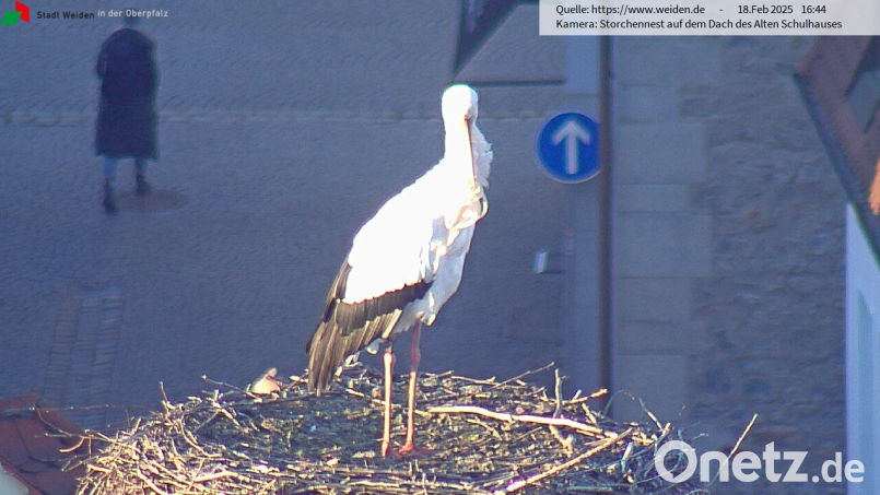 Die Webcam der Stadt Weiden zeigt am Dienstagnachmittag einen Storch im Horst auf dem Alten Schulhaus. Bild: Screenshot: Storchen-Webcam Stadt Weiden