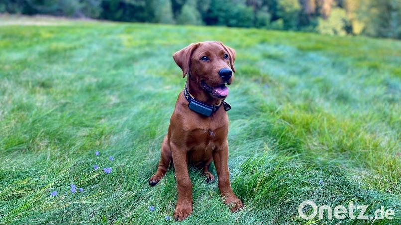 Er darf kommen und seine Rolle als pädagogischer Begleithund im Kindergarten Högling einnehmen: Flynn ist ein Labrador-Retriever, gilt von der Rasse her als sehr gutmütig und wird im Mai ein Jahr alt. Bild: Götzer/exb