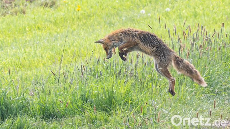 Ein Fuchs beim Beute- oder Jagdsprung. Sein Hauptnahrungsmittel sind Mäuse. Bild: Norbert Vetter